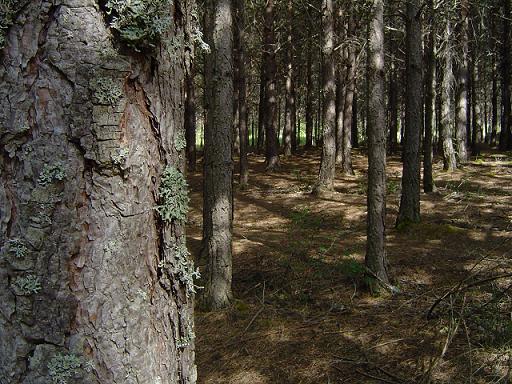 C2004  (1).JPG